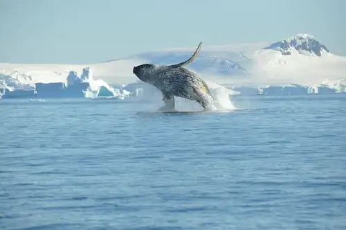 Antarctica - Basecamp - free camping, kayaking, snowshoe/hiking, mountaineering, photo workshop - gallery 3