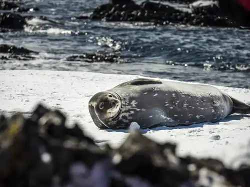 Antarctica - Basecamp - free camping, kayaking, snowshoe/hiking, mountaineering, photo workshop - gallery 12