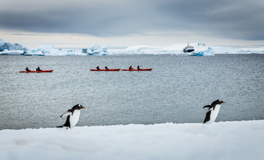 Antarctica - Basecamp - free camping, kayaking, snowshoe/hiking, mountaineering, photo workshop - gallery 19