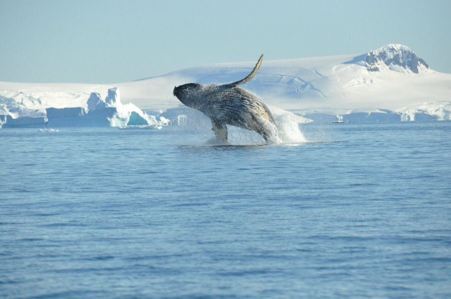 Antarctica - Basecamp - free camping, kayaking, snowshoe/hiking, photo workshop, mountaineering - gallery 3