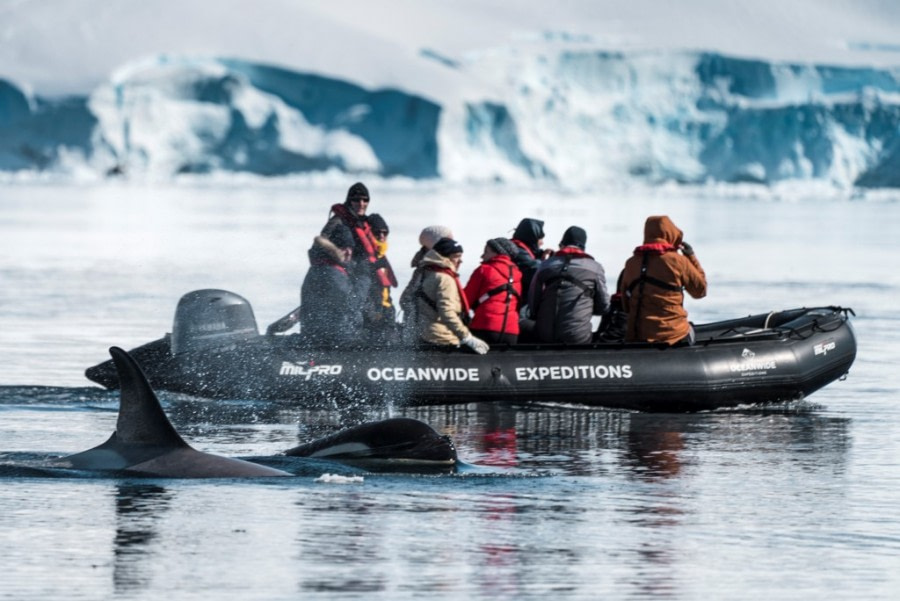 Antarctica - Beyond the Polar Circle - whale watching - gallery 2