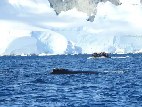 Antarctica - Beyond the Polar Circle - whale watching - gallery 1