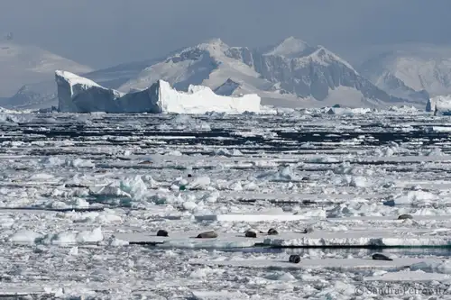 Antarctica - Beyond the Polar Circle - Wilkins Ice Shelf - Aurora Australis - gallery 1