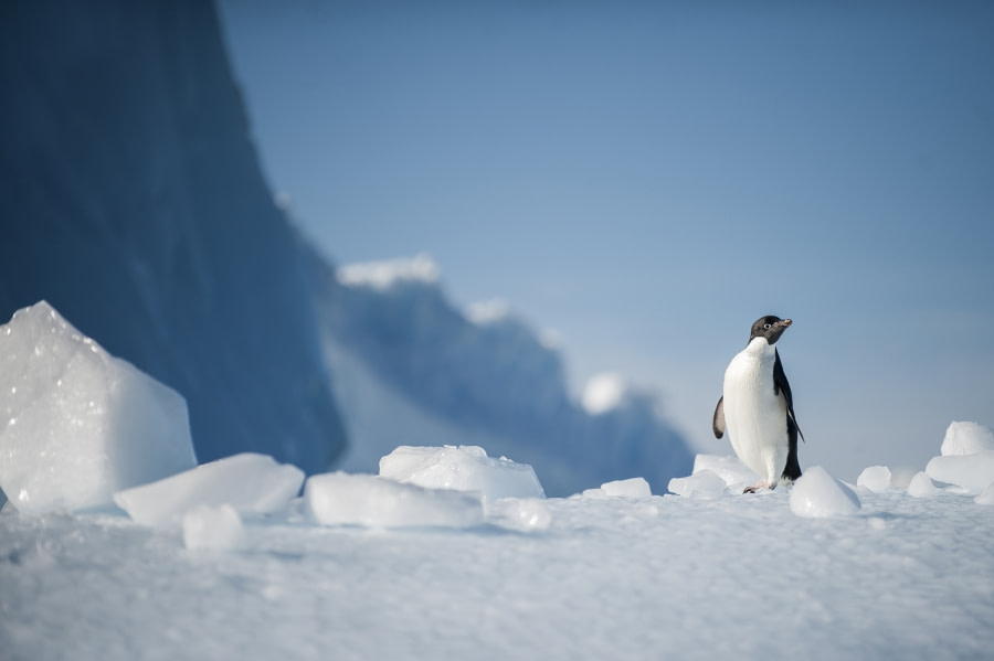 Antarctica - Discovery and learning voyage + navigational workshop - gallery 1