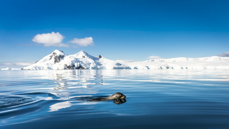 Antarctica - Discovery and learning voyage + navigational workshop - gallery 4