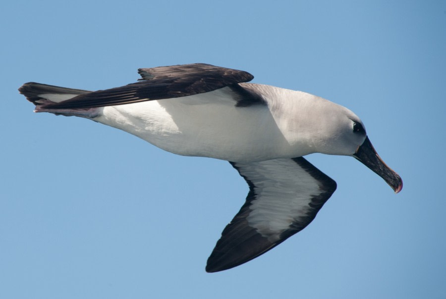 Antarctica - Polar Circle - Deep South Discovery voyage - gallery 4