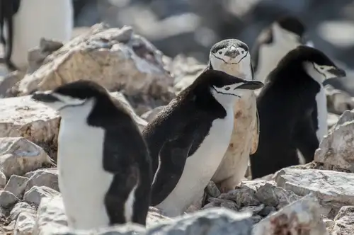 Antarctica - Polar Circle - Whale watching - gallery 1