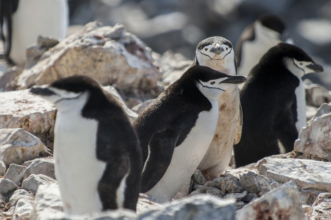 Antarctica – Uncharted islands of the Deep South - gallery 1