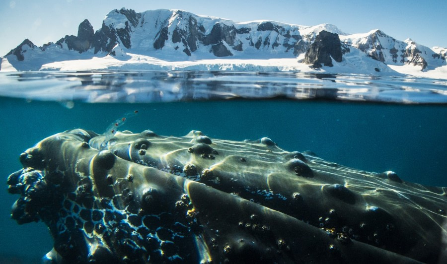 Antarctica - Whale watching discovery and learning voyage - gallery 1