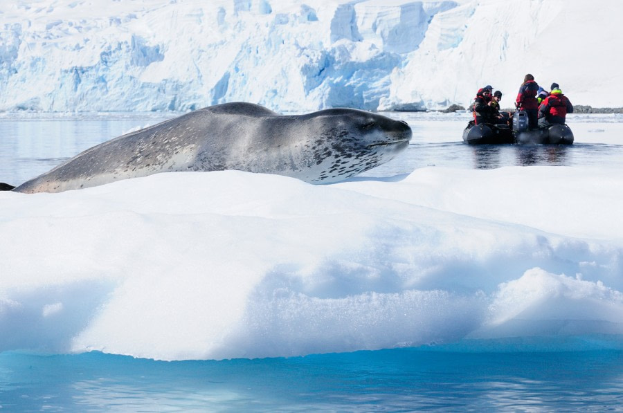 Antarctica - Whale watching discovery and learning voyage - gallery 4