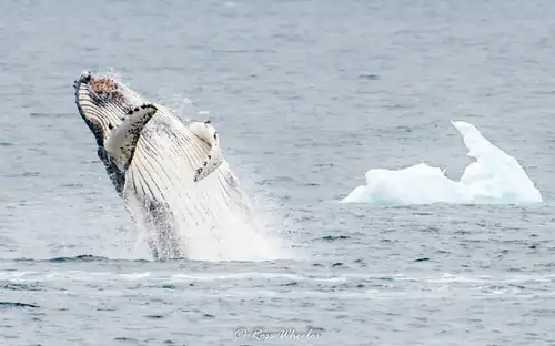 Antarctica - Whale watching discovery and learning voyage - gallery 3