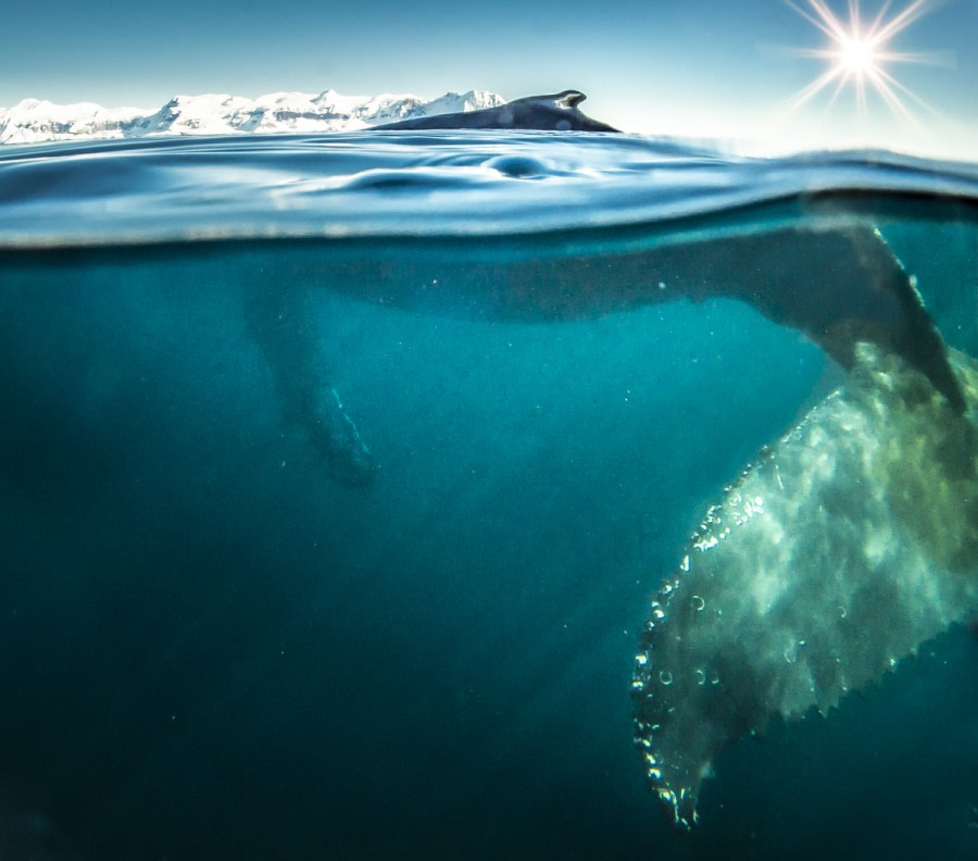 Antarctica - Whale watching - gallery 3