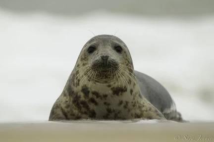 Arctic Ocean - Fair Isle, Jan Mayen, Ice edge, Spitsbergen, Birding - Summer Solstice - gallery 2