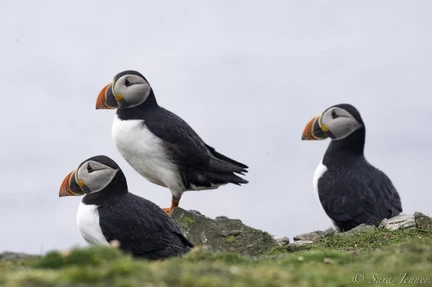 Arctic Ocean - Fair Isle, Jan Mayen, Ice edge, Spitsbergen, Birding - Summer Solstice - gallery 3