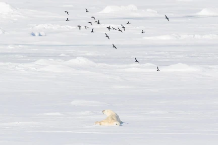 Arctic Ocean - Fair Isle, Jan Mayen, Ice edge, Spitsbergen, Birding - Summer Solstice - gallery 6