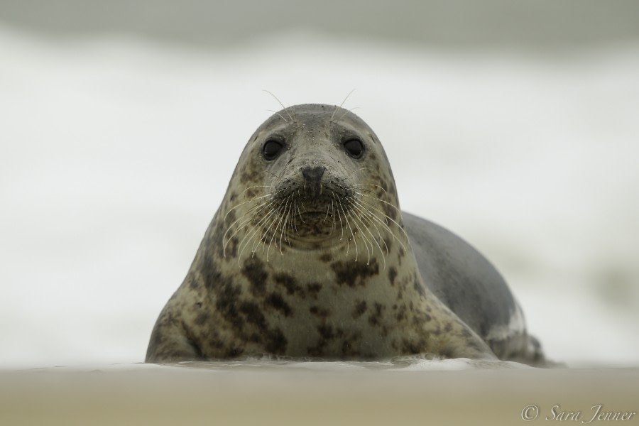 Arctic Ocean - Fair Isle, Jan Mayen, Ice edge, Spitsbergen, Birding - Summer Solstice - gallery 2