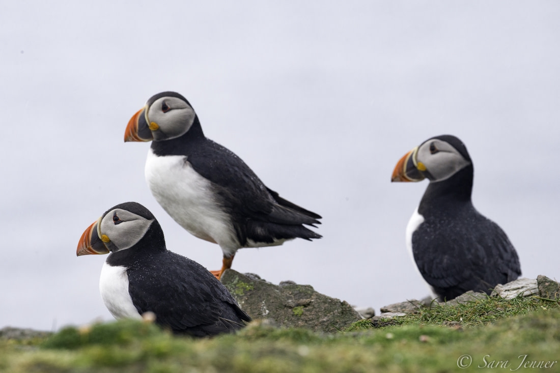 Arctic Ocean - Fair Isle, Jan Mayen, Ice edge, Spitsbergen, Birding - gallery 4