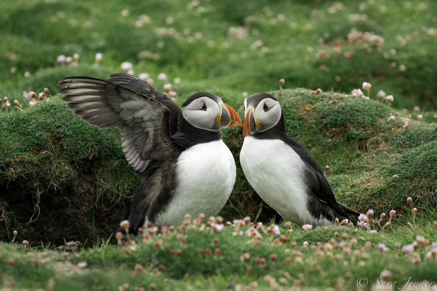 Arctic Ocean - Fair Isle, Jan Mayen, Ice edge, Spitsbergen, Birding - gallery 5