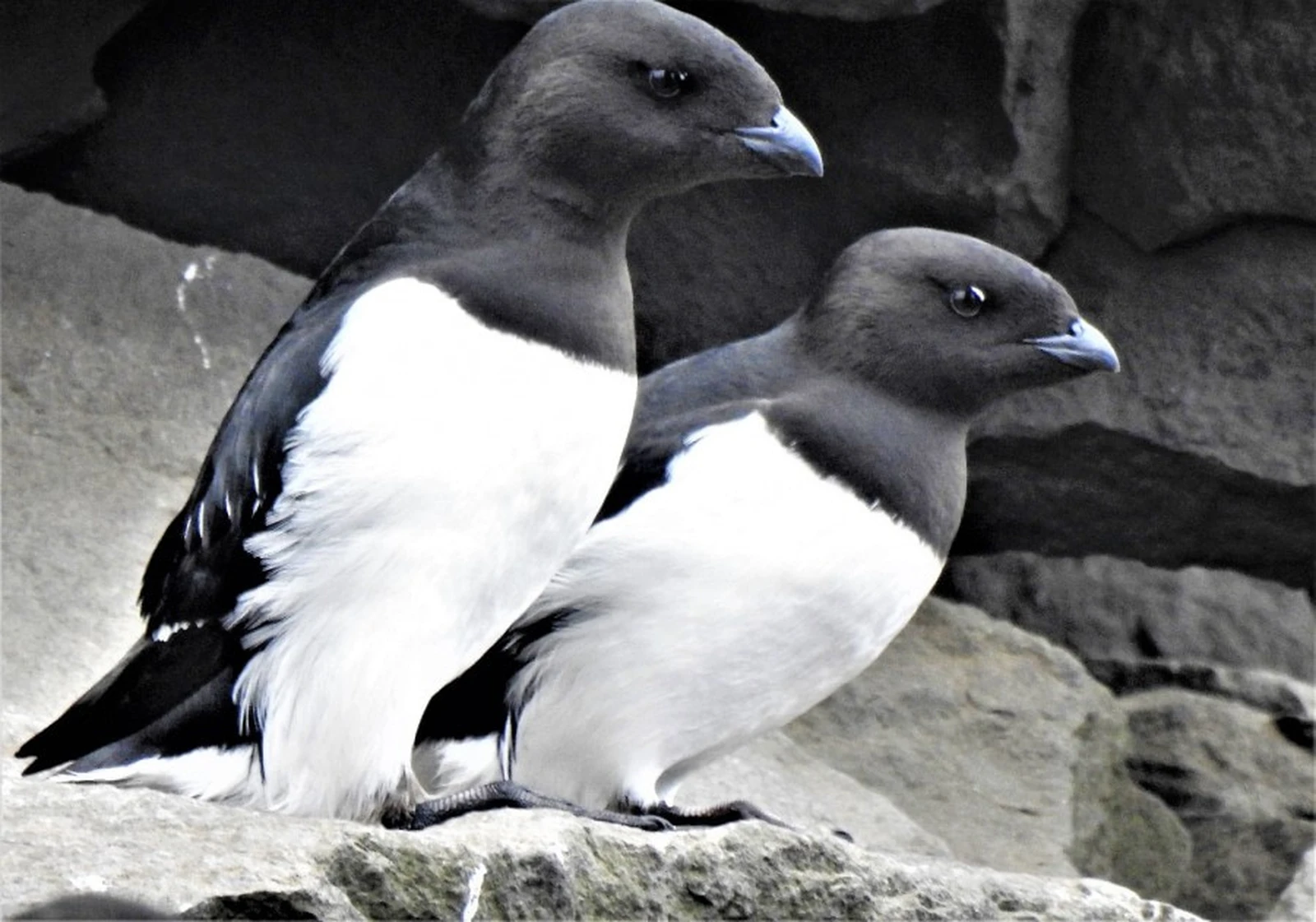 Arctic Ocean - Jan Mayen, Ice edge, Spitsbergen, Birding - gallery 0