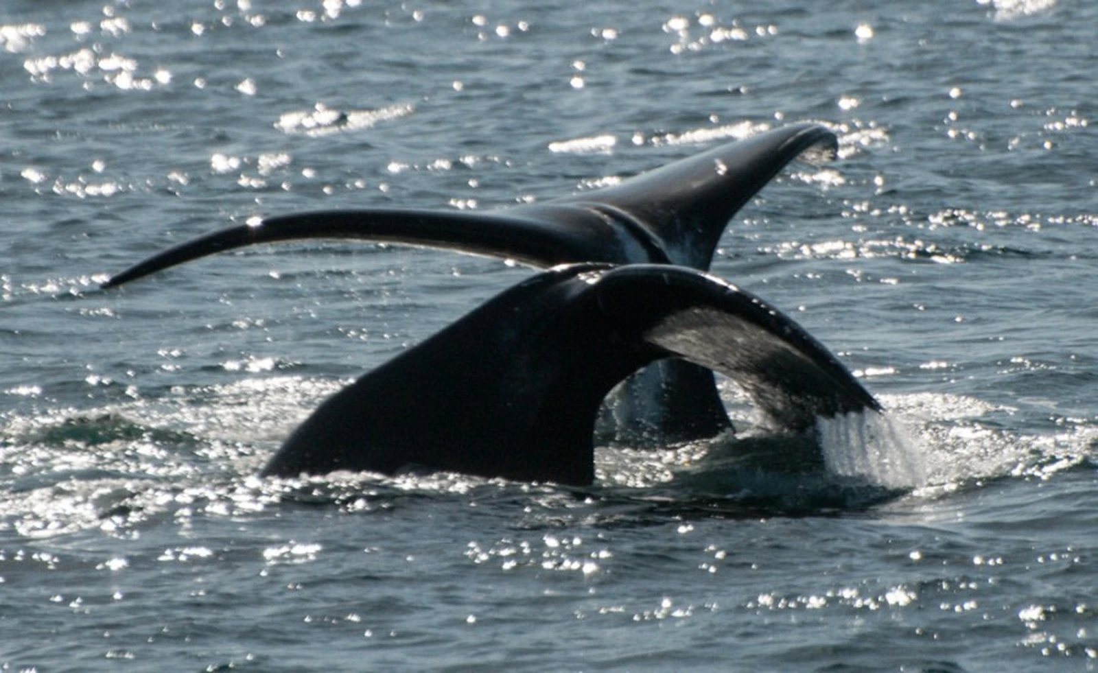 Arctic Ocean - Jan Mayen, Ice edge, Spitsbergen, Birding - gallery 2