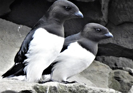 Arctic Ocean - Jan Mayen, Ice edge, Spitsbergen, Birding - gallery 0