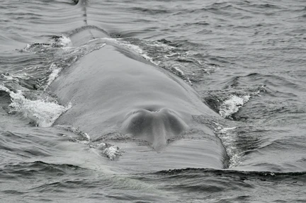 Arctic Ocean - Jan Mayen, Ice edge, Spitsbergen, Birding - gallery 3