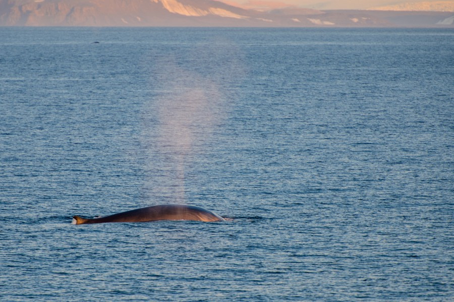 Around Spitsbergen and Nordaustlandet - gallery 0