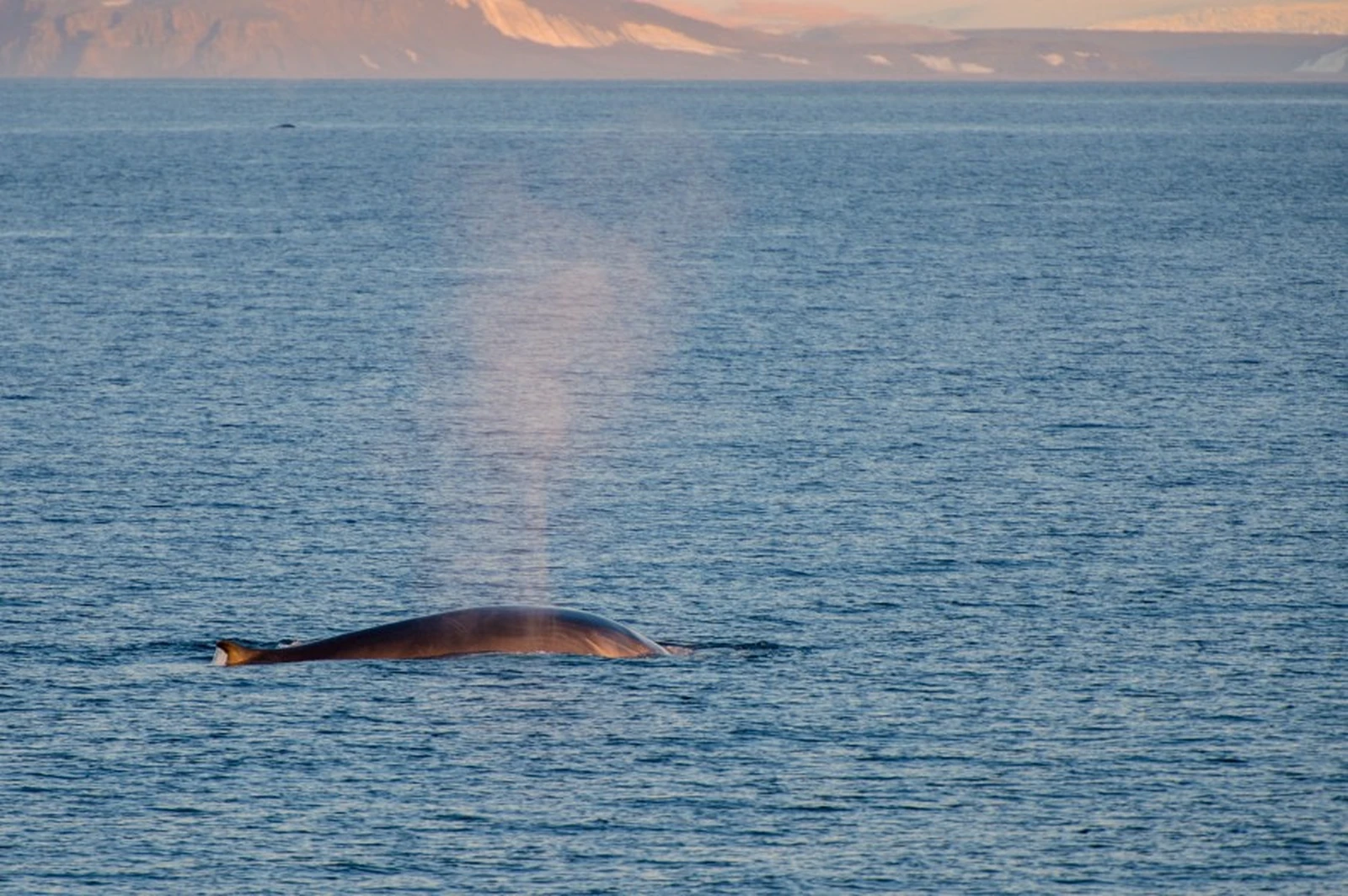 Around Spitsbergen and Nordaustlandet - gallery 2