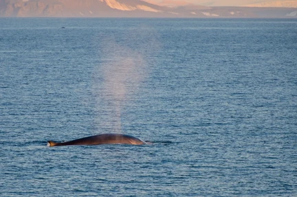 Around Spitsbergen and Nordaustlandet - gallery 0