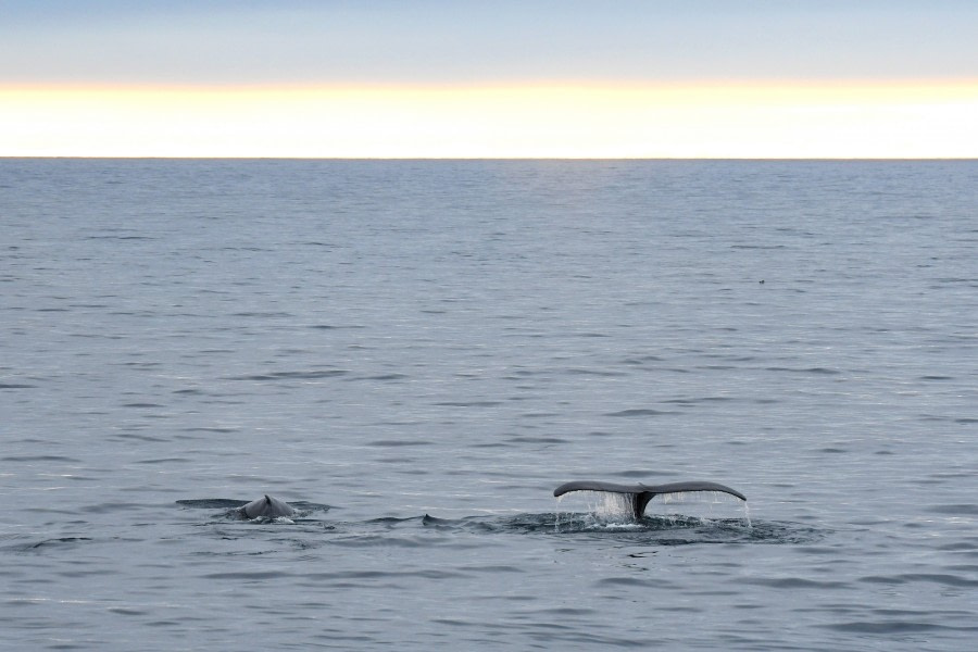 Around Spitsbergen, In the realm of Polar Bear & Ice - gallery 7