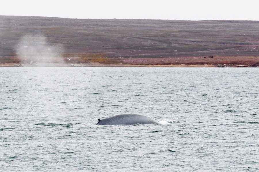 Around Spitsbergen, In the realm of Polar Bear & Ice - gallery 12