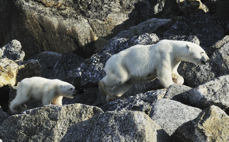 Around Spitsbergen, In the realm of Polar Bear & Ice - gallery 17