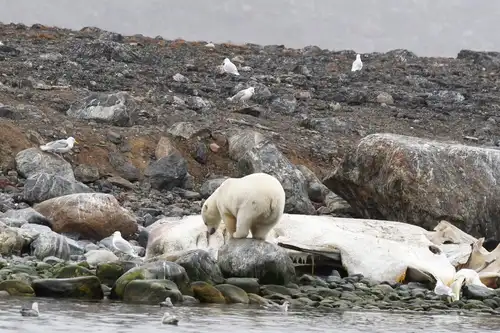 Around Spitsbergen, In the realm of Polar Bear & Ice - gallery 1