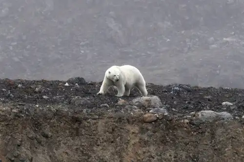 Around Spitsbergen, In the realm of Polar Bear & Ice - gallery 4