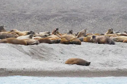 Around Spitsbergen, In the realm of Polar Bear & Ice - gallery 6