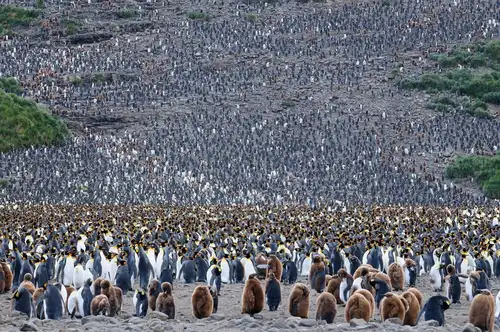 Atlantic Odyssey, excl. Antarctic Peninsula - gallery 0