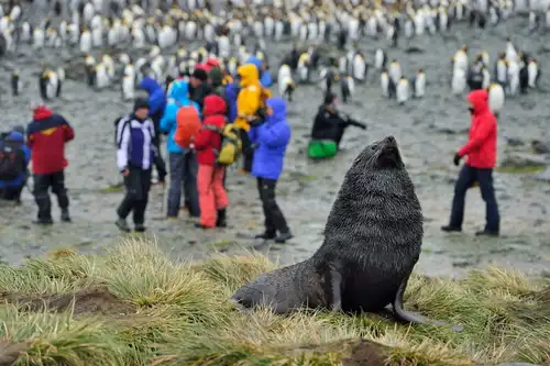 Atlantic Odyssey, excl. Antarctic Peninsula - gallery 3