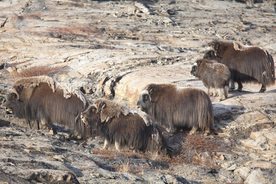 East and South Greenland Explorer, Incl. flight from Narsarsuaq to Copenhagen - gallery 2