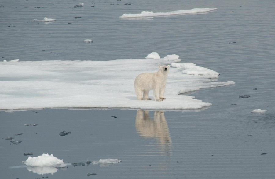 East Greenland, Scoresby Sund - Aurora Borealis, Including Long Hikes - gallery 10