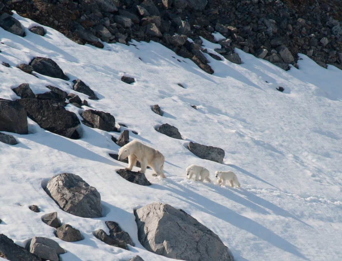 East Spitsbergen - Home of the Polar Bear, Including Long Hikes & Cleaning the Shores - gallery 0