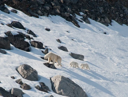 East Spitsbergen - Home of the Polar Bear, Including Long Hikes & Cleaning the Shores - gallery 0
