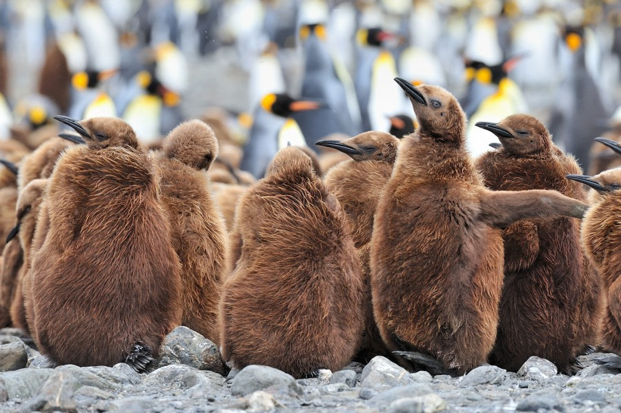 Falkland Islands – South Georgia –  Antarctica - gallery 0