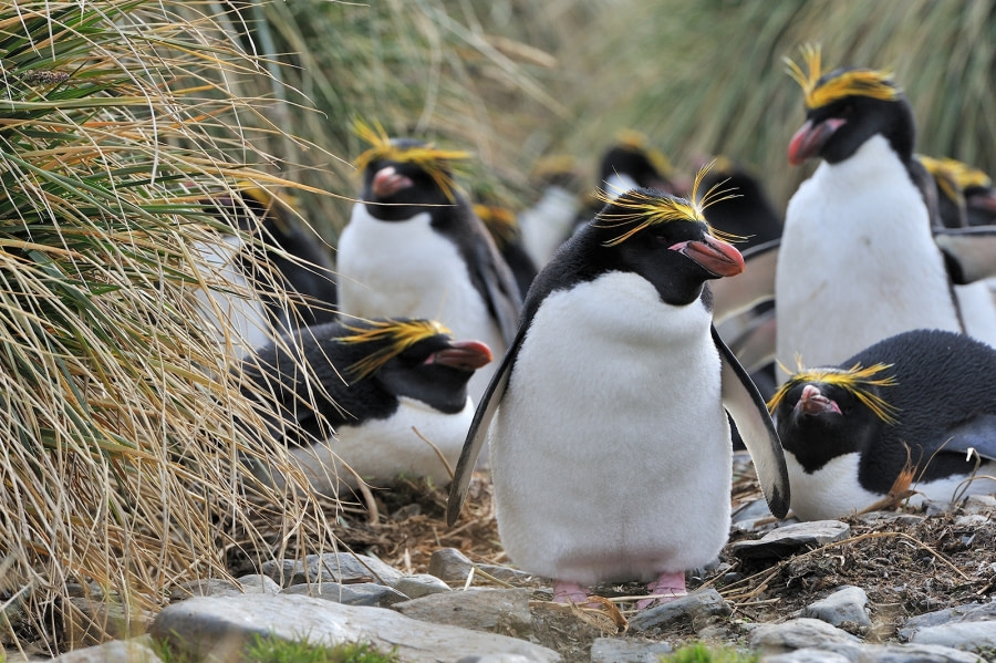 Falkland Islands – South Georgia –  Antarctica - gallery 1