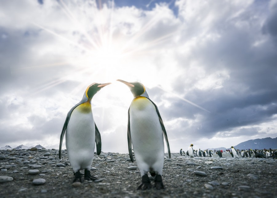 Falkland Islands - South Georgia - Antarctica - gallery 2