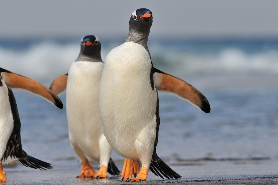 Falkland Islands - South Georgia - Antarctica - gallery 4