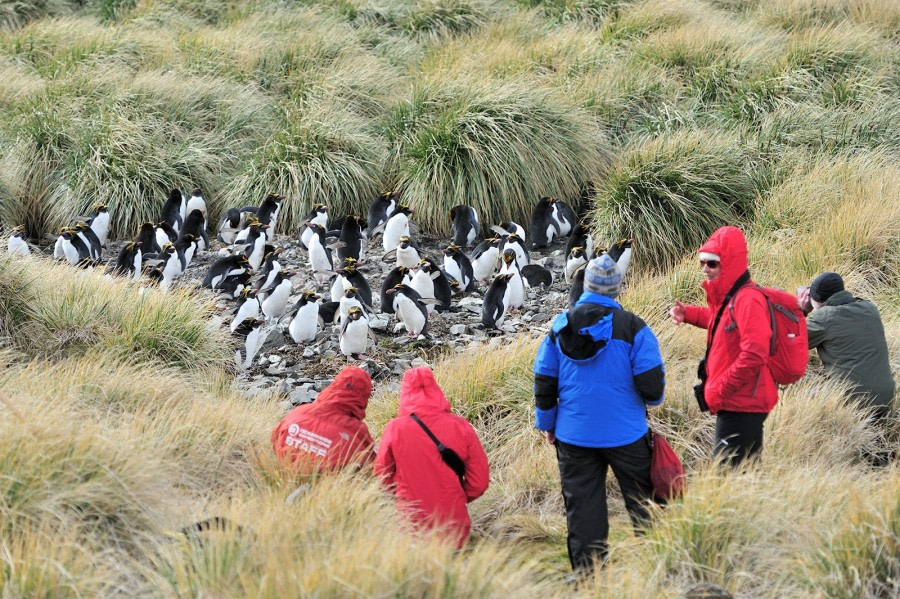 Falkland Islands – South Georgia –  Antarctica - gallery 13