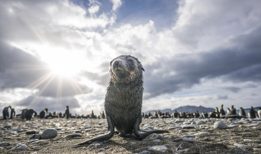 Falkland Islands – South Georgia –  Antarctica - gallery 14