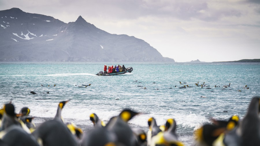 Falkland Islands – South Georgia –  Antarctica - gallery 18