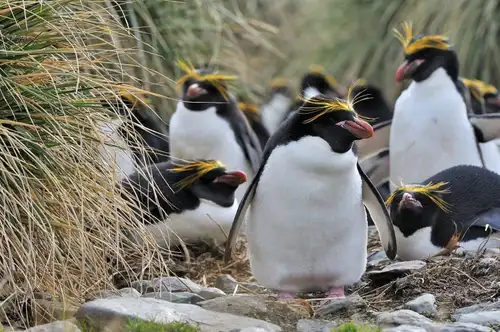 Falkland Islands - South Georgia - Antarctica - gallery 0