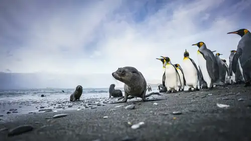 Falkland Islands - South Georgia - Antarctica - gallery 5